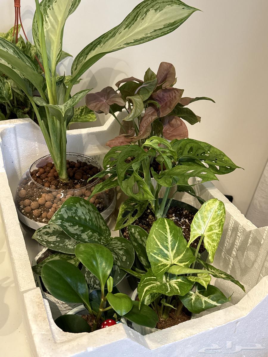 نباتات داخليه64557601028865112