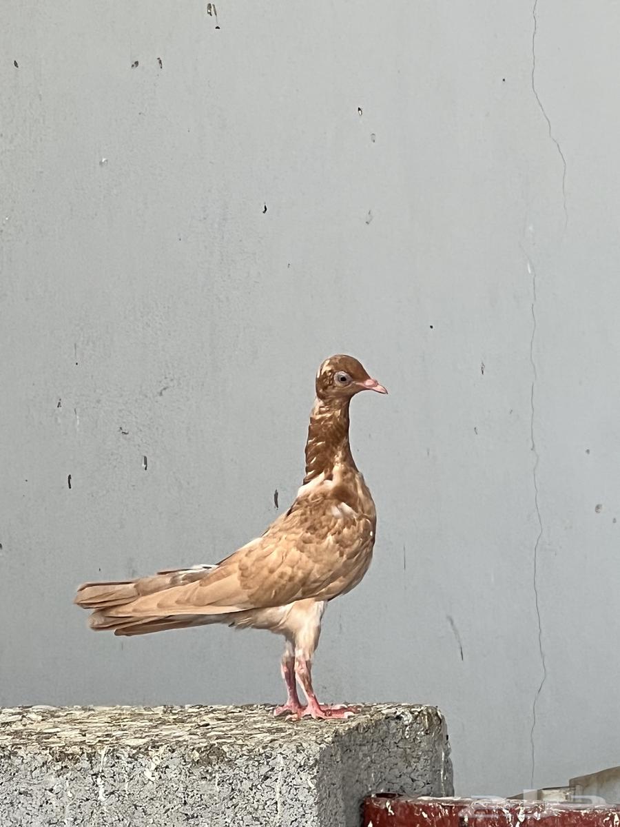 Vibration Shaker Hook64562094851459113