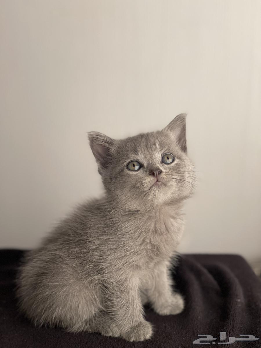 Scotch for sale64552177634946112