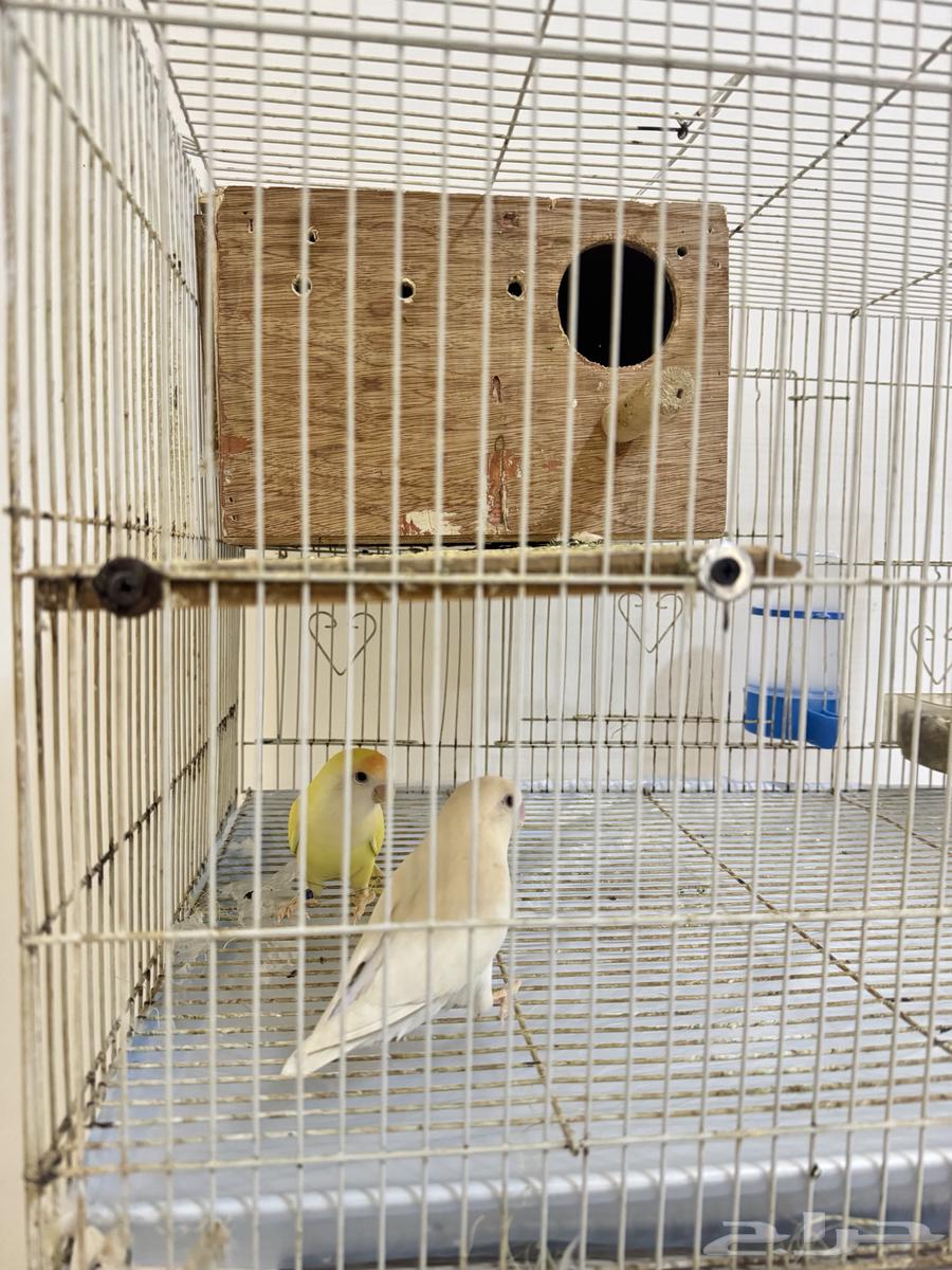 طيور روز انتاج64553766007425112