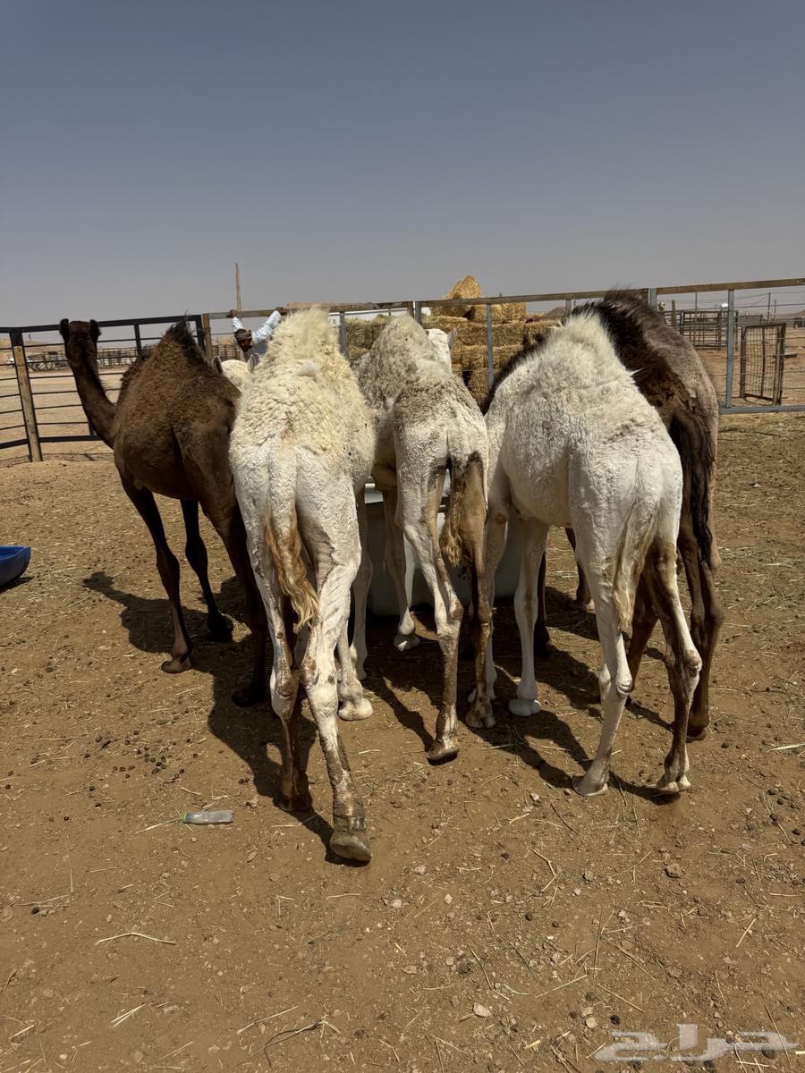 Stuff for sale, all sitting64562361808257112