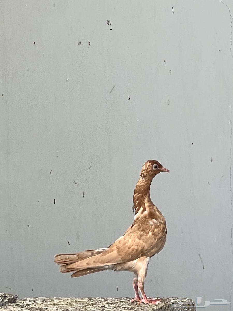 Vibration Shaker Hook64562094851459110