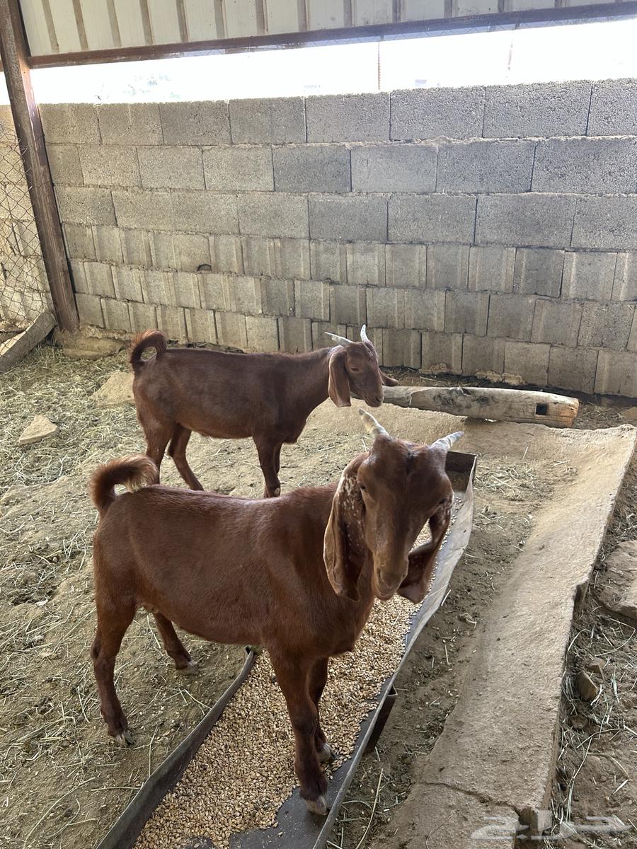 Tayos64560416867586110