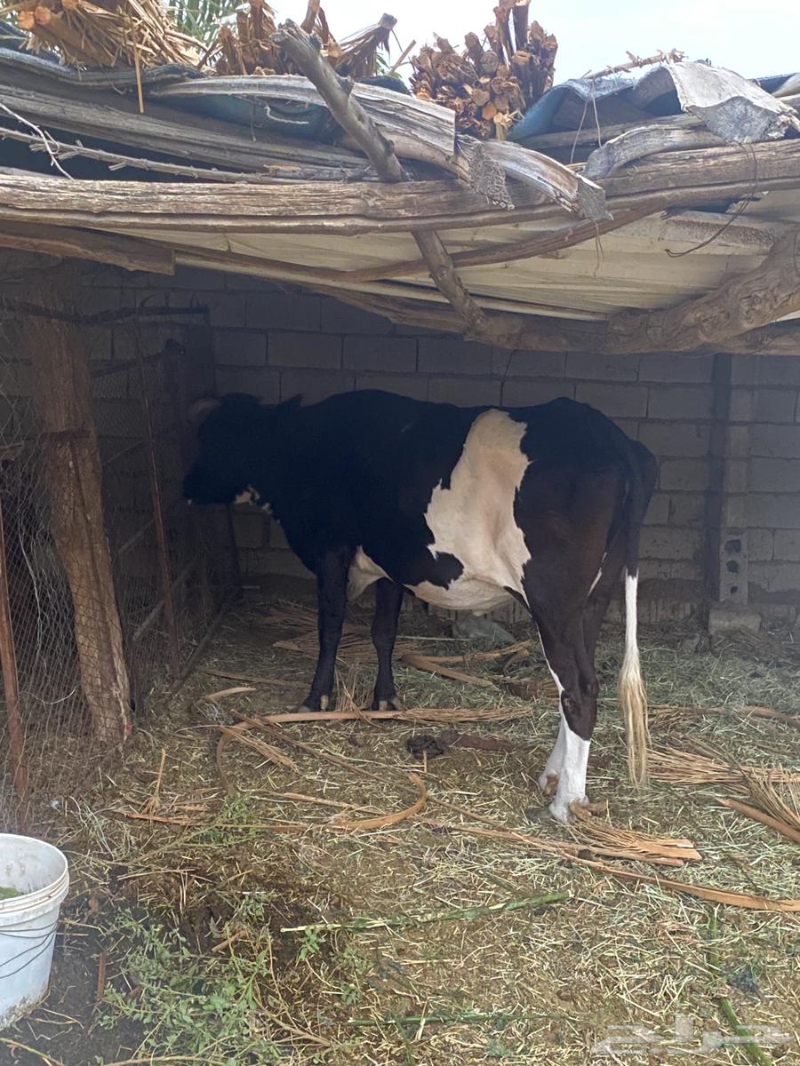 جاموسة و حسيلة للبيع64557685229059112