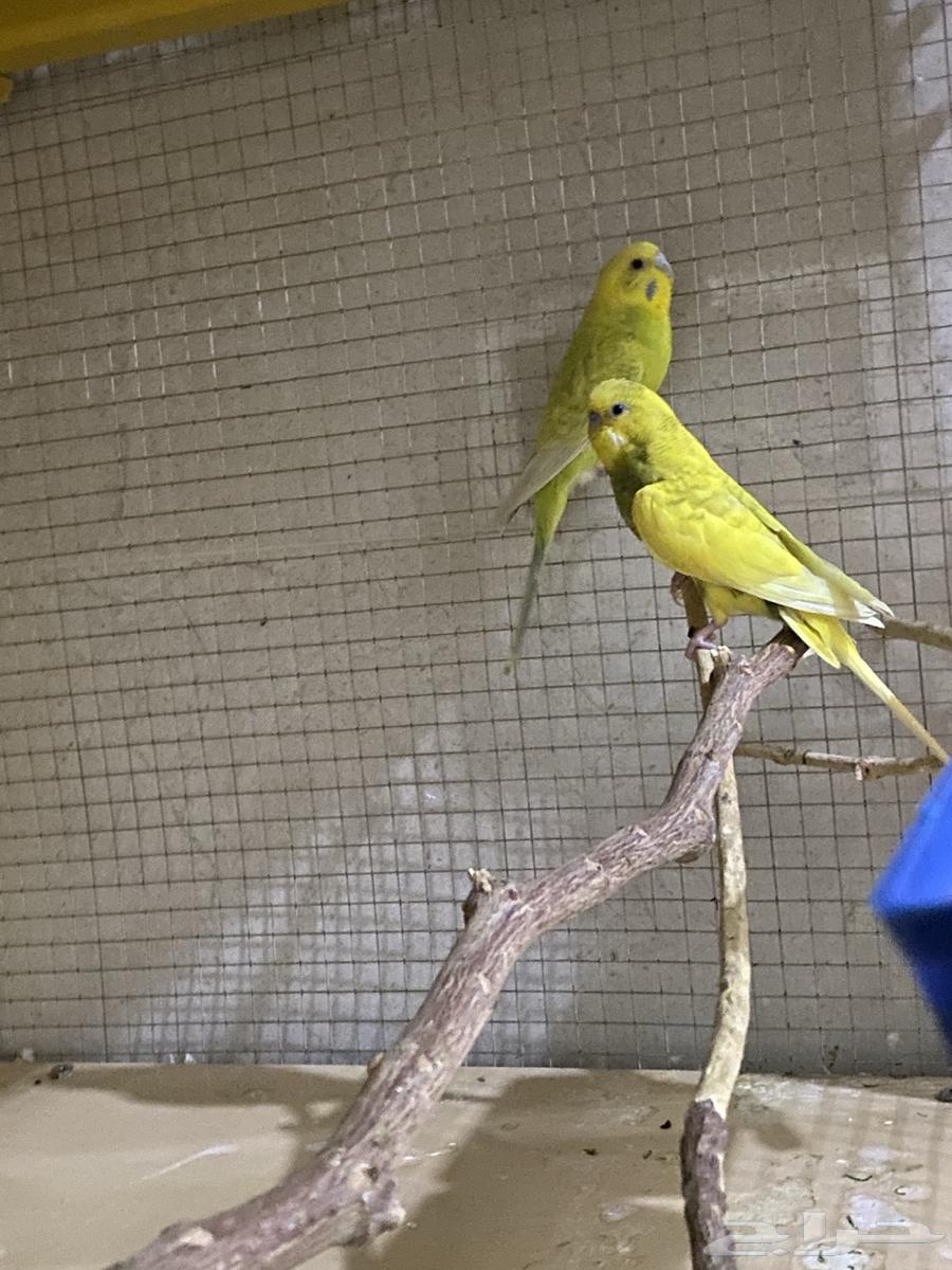 طيور بادجي64553865340418110