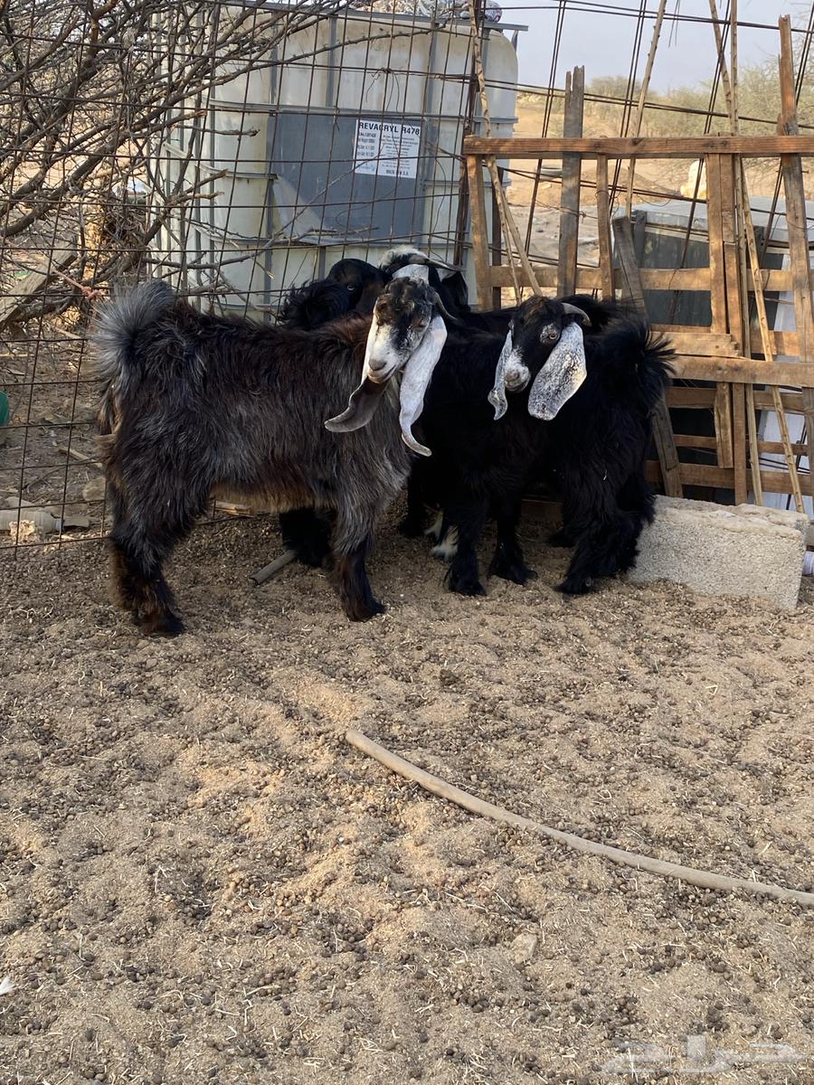 Goats for Sale64558960682497110