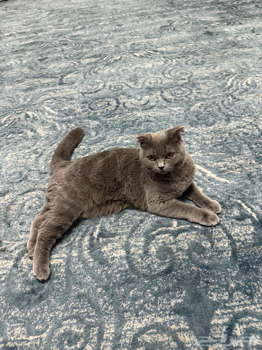 قطة سكوتش فولد للبيع64556860905090114