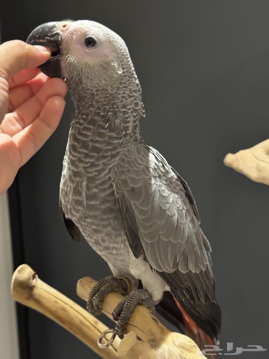 فرخ كاسكو هدد مفطوم وأليف سوبر جمبو64558850499842110