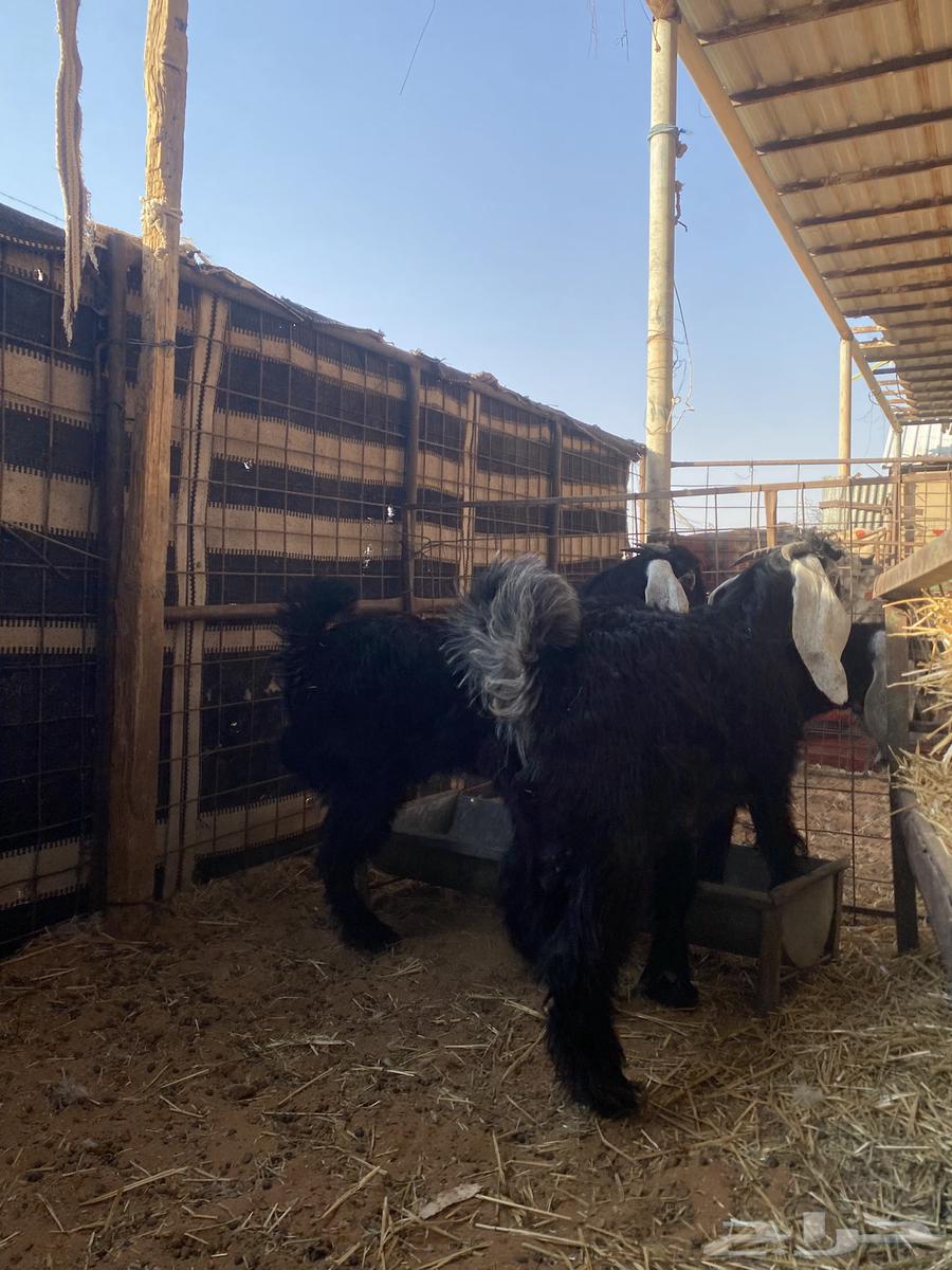 تيوس جذعان للبيع64559323584897110