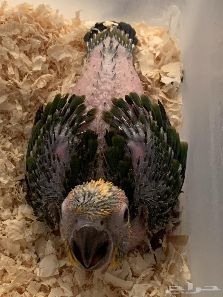 فرخ صن كنيور64554956299266110