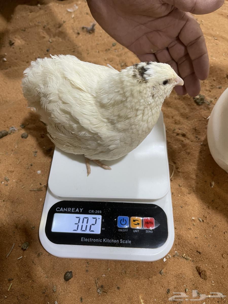 سمان تكساس بشاير  تم البيع64561194017795114