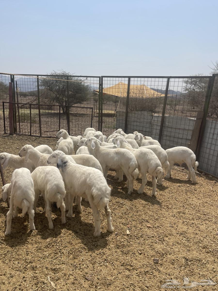 Talian (Sold)64556539606145111