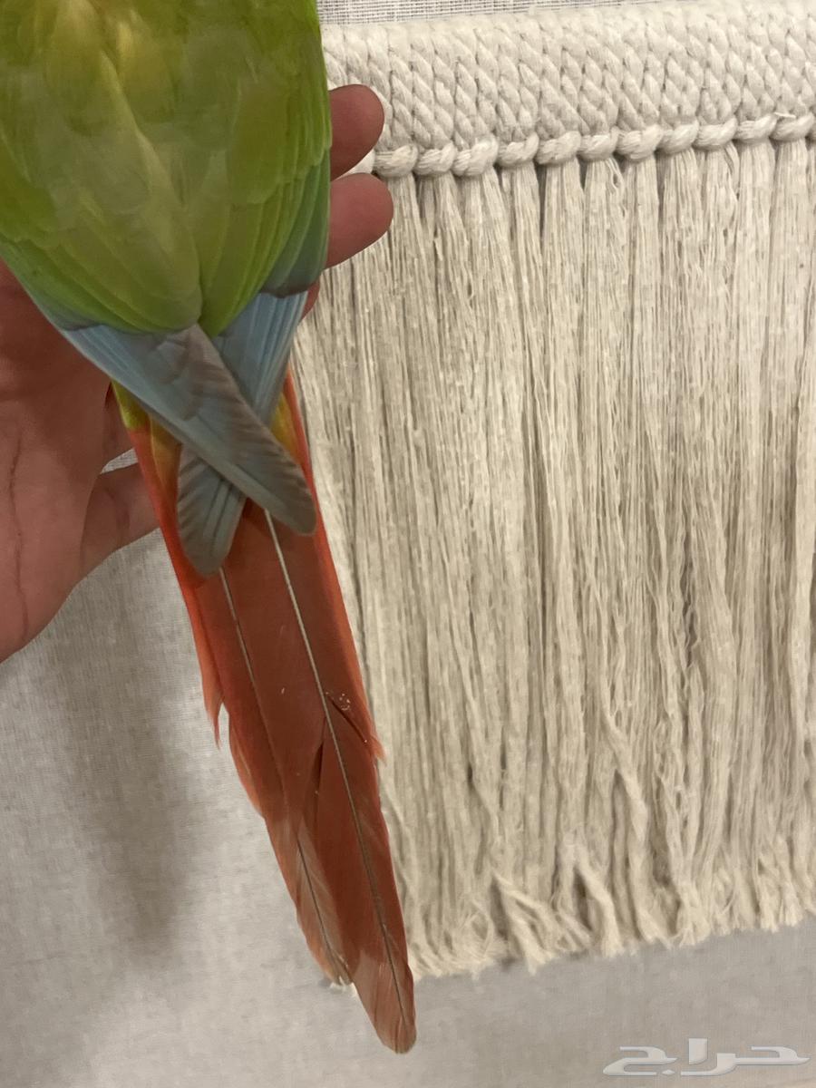 كنيور اناناس رد فاكتور هدد نشبه متكلم بطلاقة جريئ64559463750273114