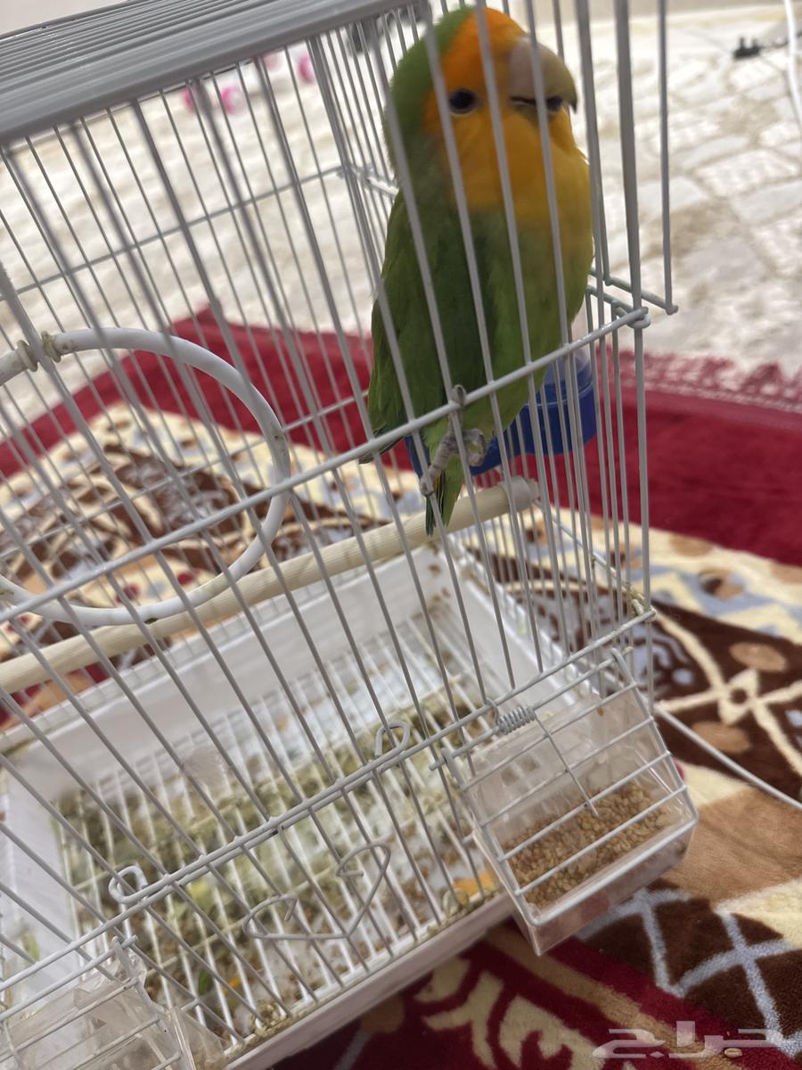 بغبغاء روز64553440138625110