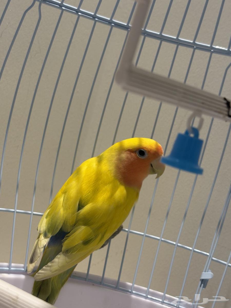 Bird of the Day64557280949506111