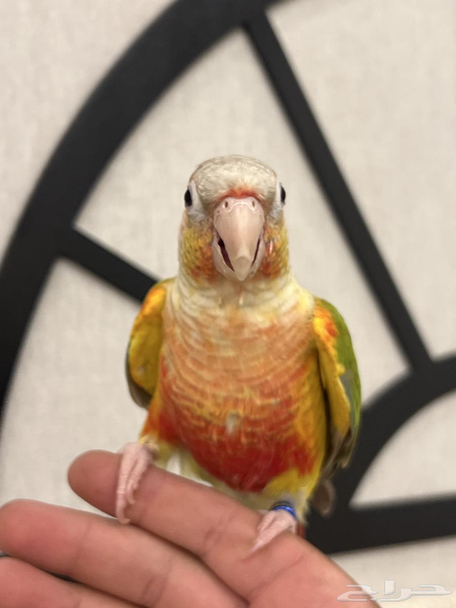 كنيور اناناس رد فاكتور هدد نشبه متكلم بطلاقة جريئ64559463750273112