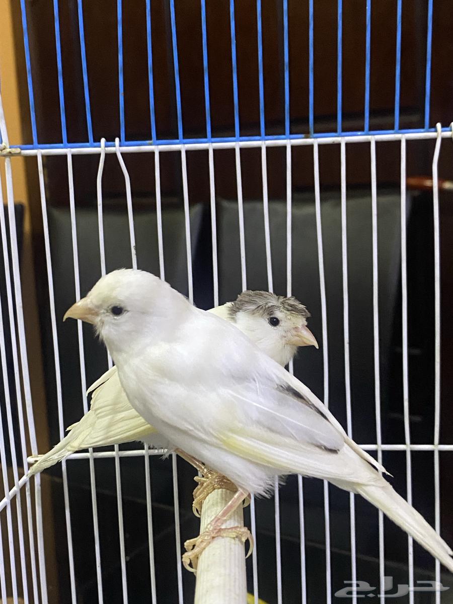 فروخ كناري بيض64559421696898113