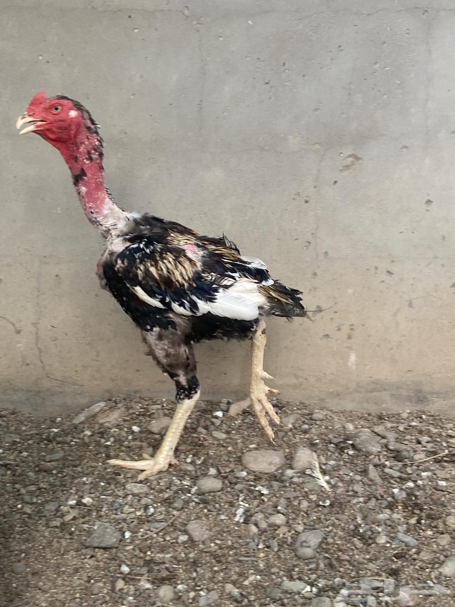 ديك باكستاني64559196326017111