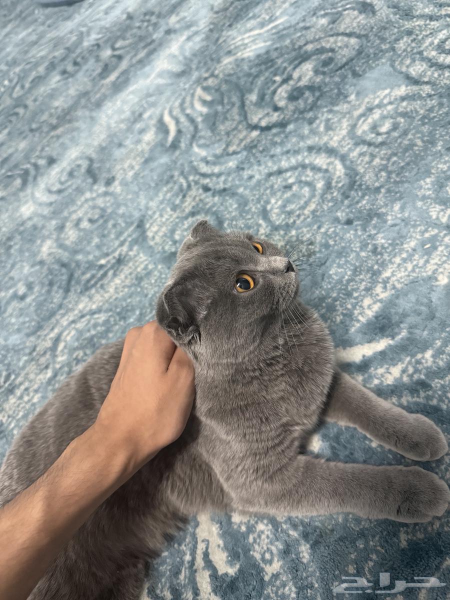 قطة سكوتش فولد للبيع64556860905090113