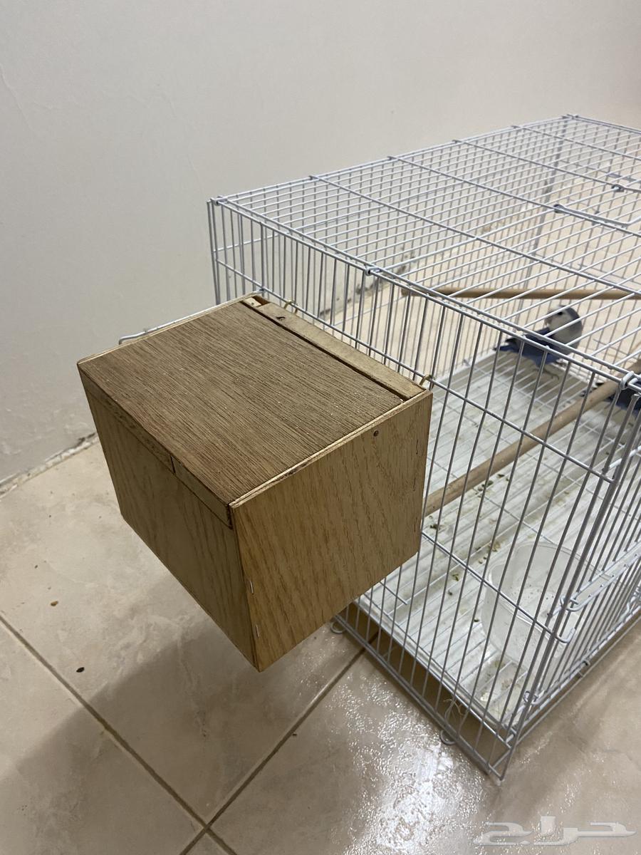 Tayr Roz64562123979267111