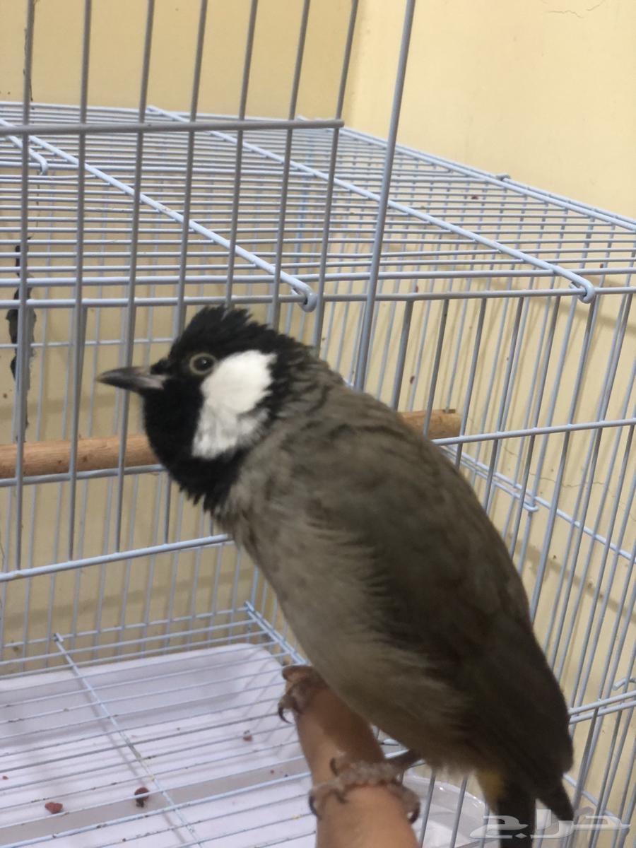 بلبول تربيه64557447383555114