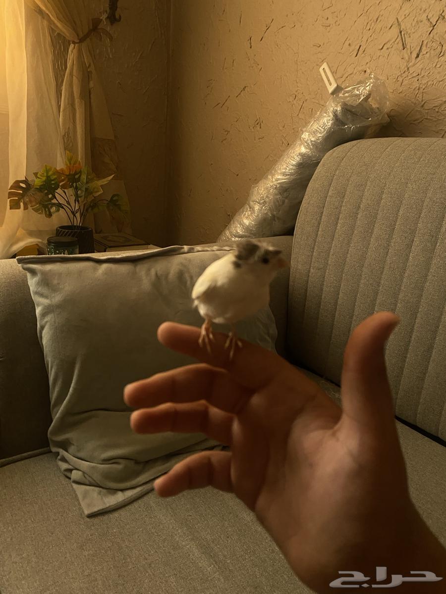 فروخ كناري بيض64559421696898111