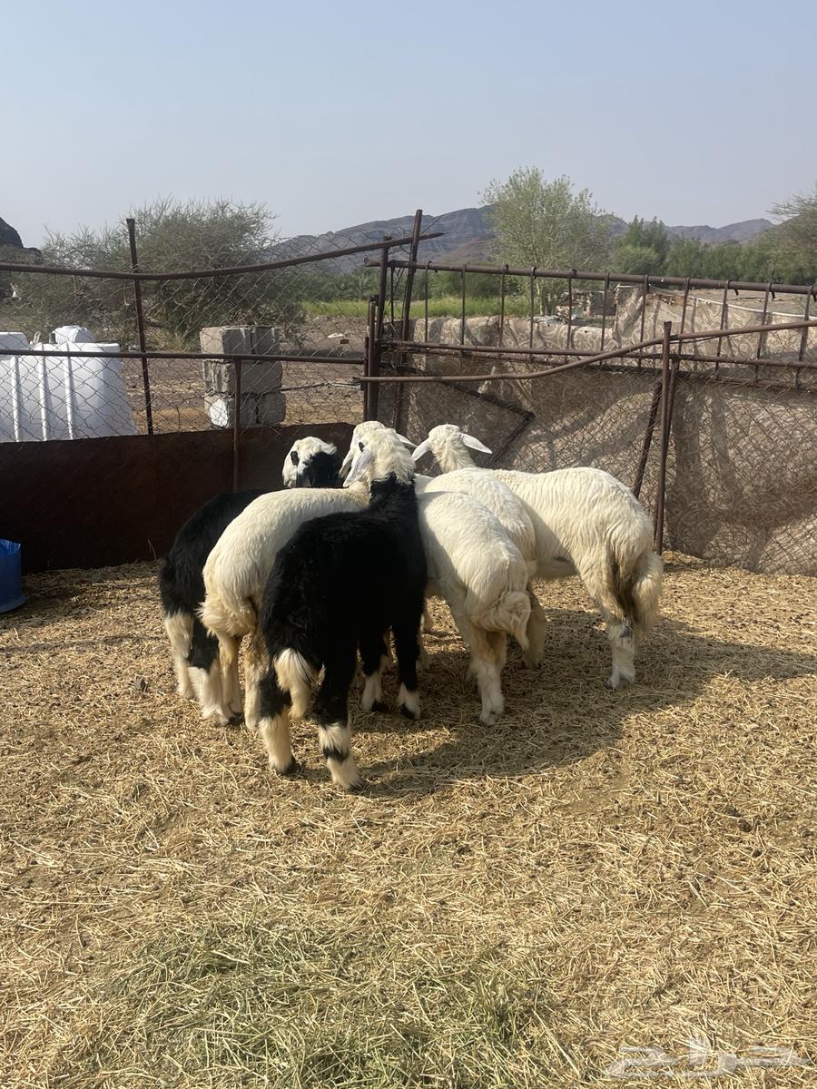 رخال ( تم البيع )64555545939585112