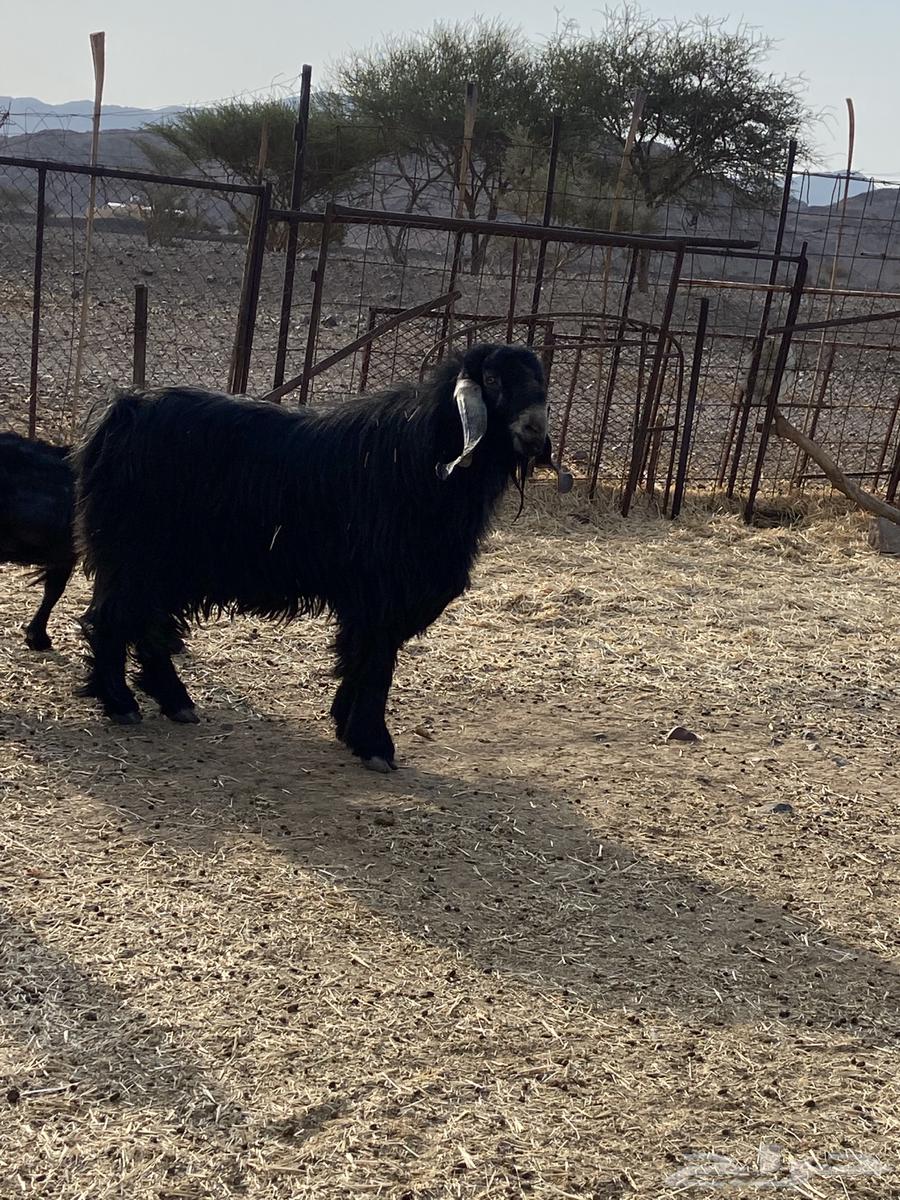 للبيع تيس فحل عارضي64559154563457110