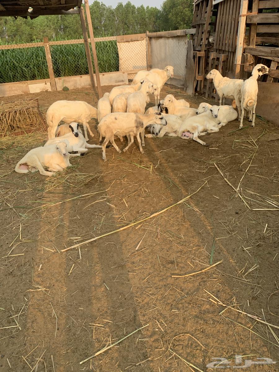 غنم للبيع ( تم البيع )64555124245379110