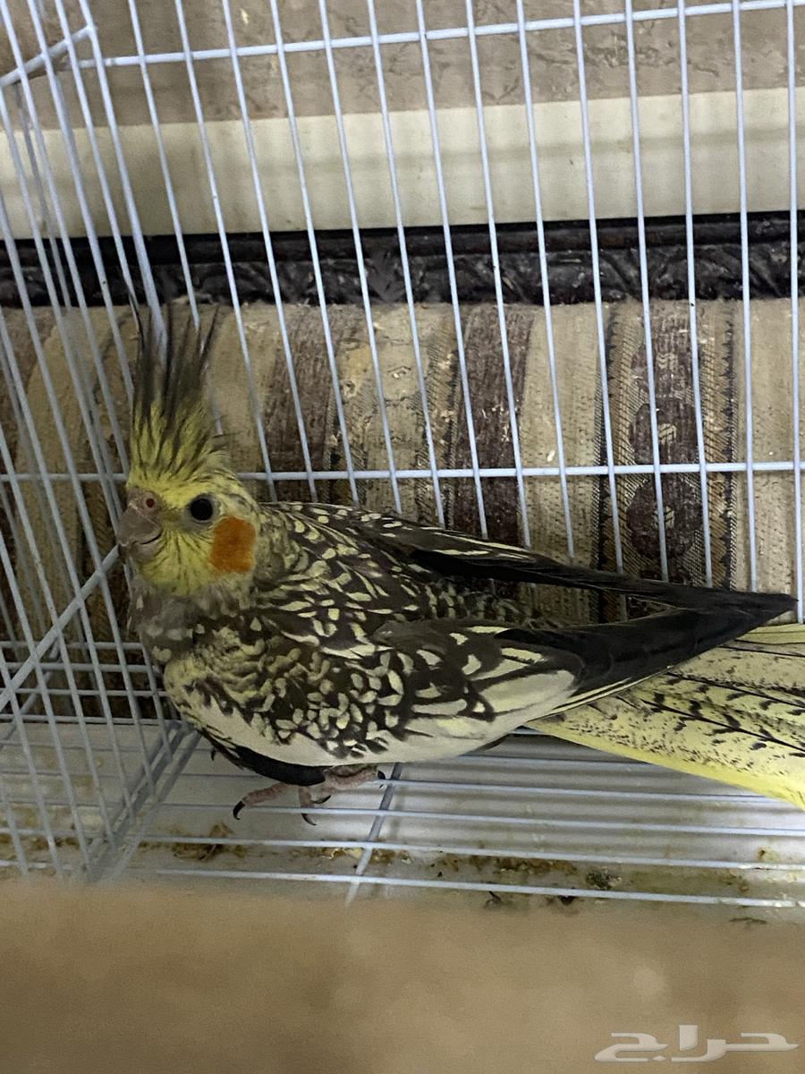 انثى كروان64561559950339110