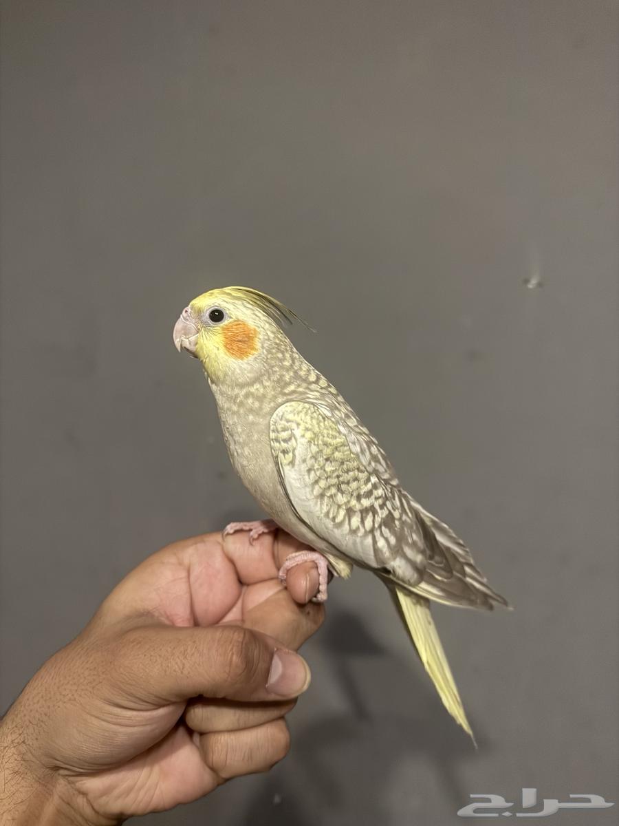 للبيع طيور كروان اليفات جدا ( تم البيع )64562179447041112