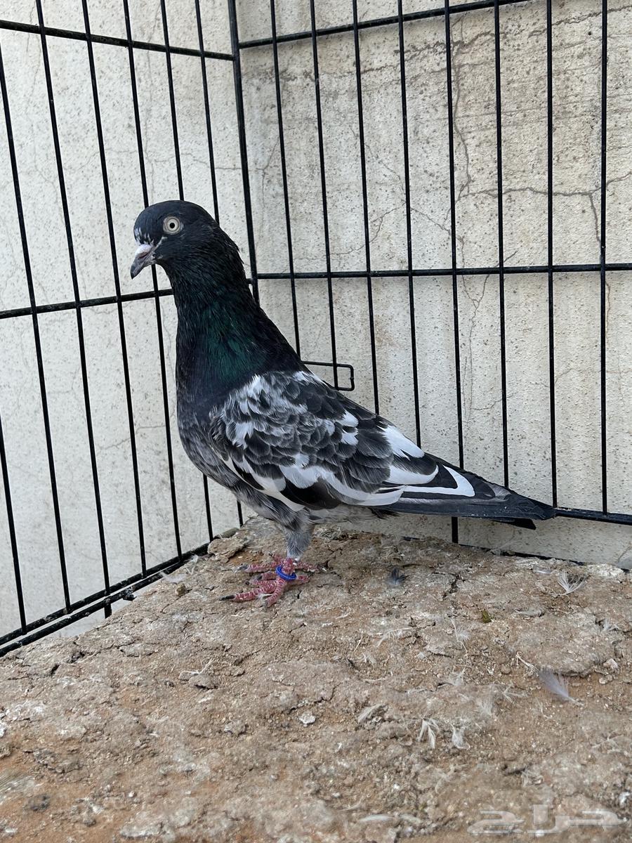 حمام باكستاني تم البيع64560150573058112