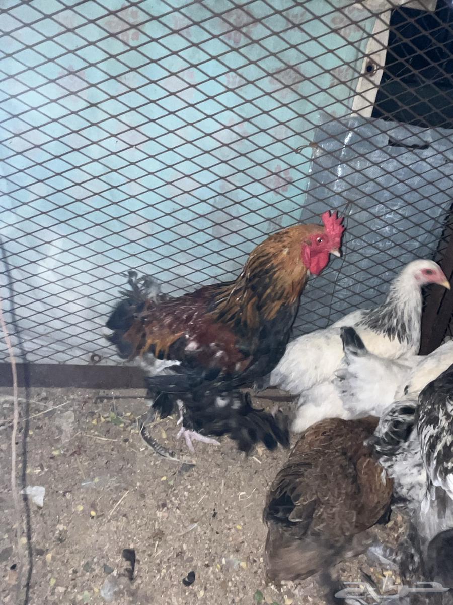 دجاج براهما64561221993859113