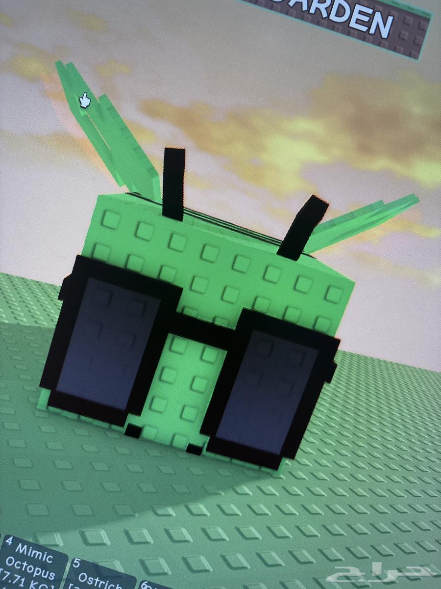 ديسكو ميقا و راكون جولد64561967571329110