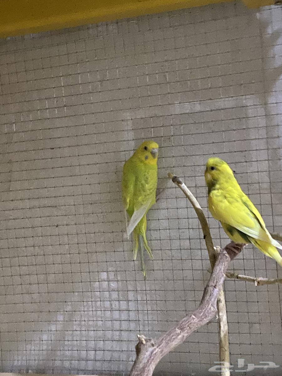 طيور بادجي64553865340418111