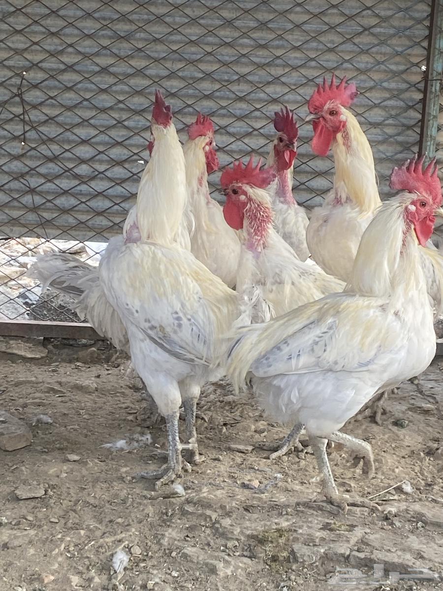 ديوك فيومي مسامير64558003960963114