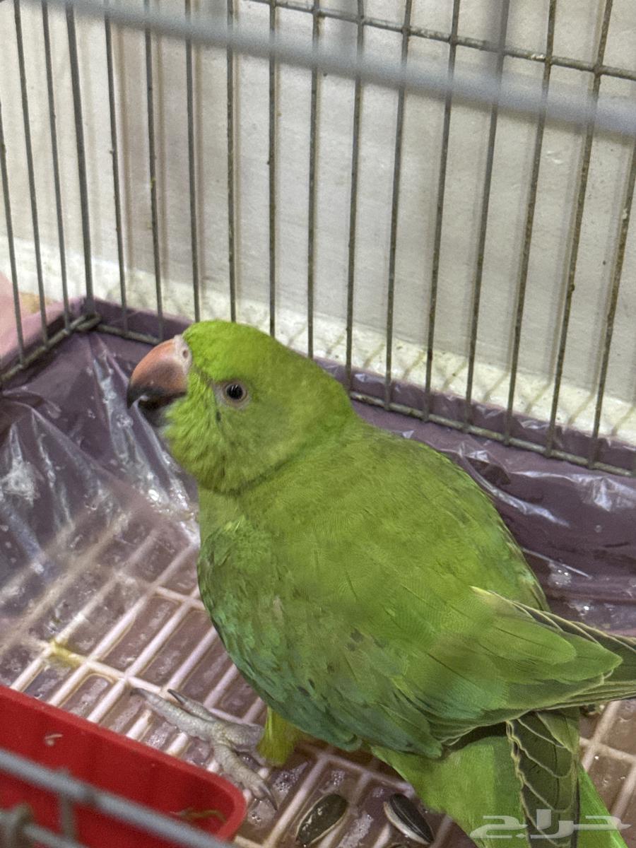 درة هندية العمر تقريبا ثمانية شهور هدف ف البيت خاف بسيط64560304834305110