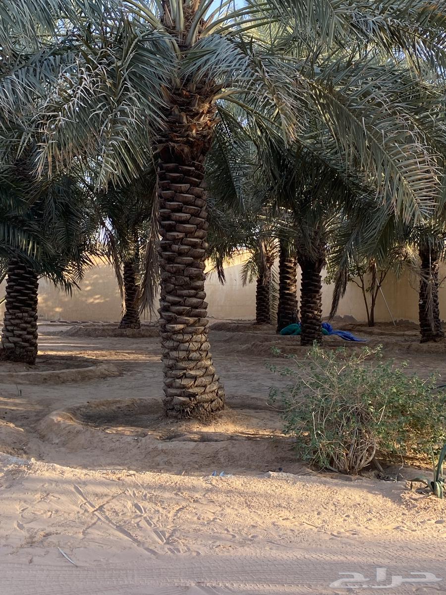 12 نخله للبيع64540181454211110