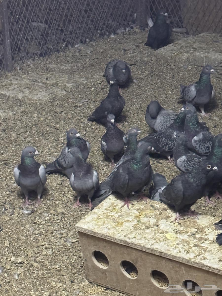 للبيع حمام زاجل لاهل الطيور والمرابط64561488725377110