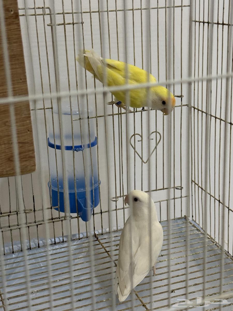 طيور روز انتاج64553766007425111