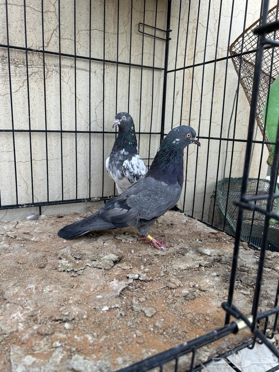 حمام باكستاني تم البيع64560150573058114