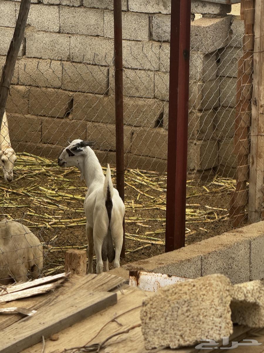 Tais64558072814977110