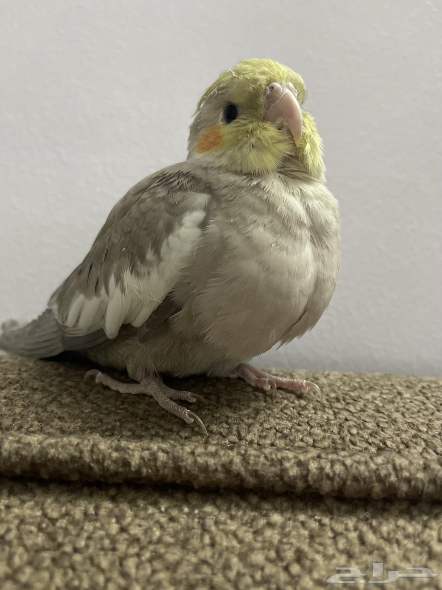 Crowan64572480925315110