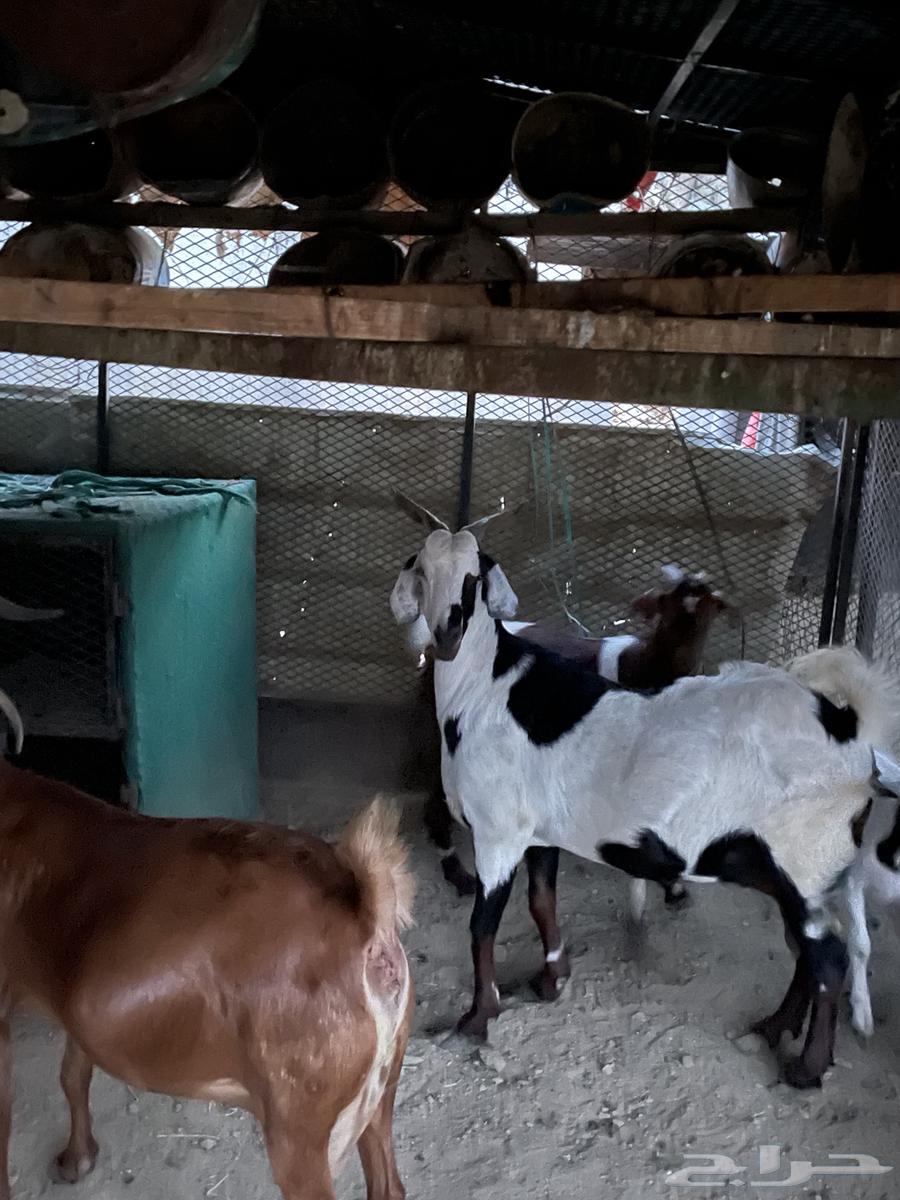 معزا مقاني. تم البيع64559911444994110