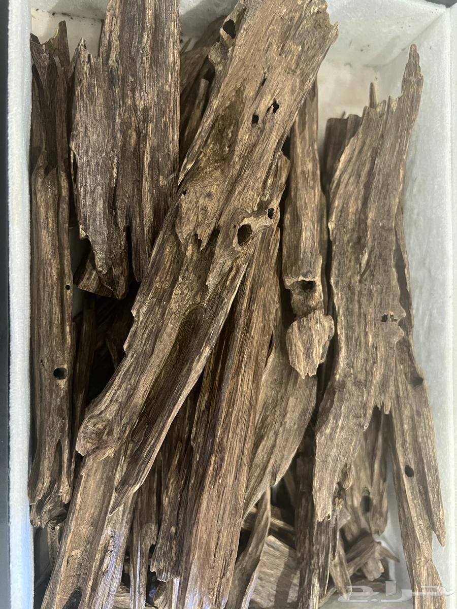 عود هندي نجلاند طبيعي64556734857474111