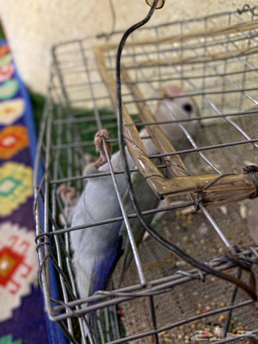 Daily Bird64559393676034112