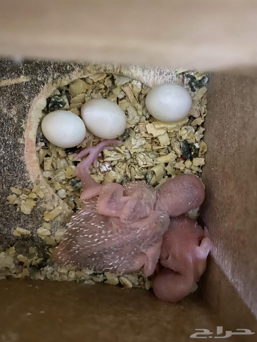 طيور بادجي64553865340418112