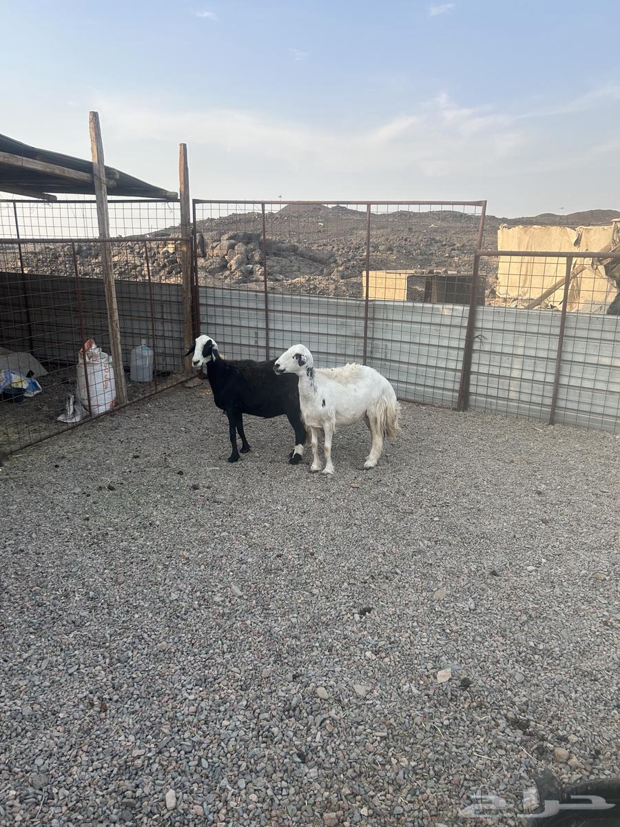 Stone sheep and free sheep Hil64437194084737110