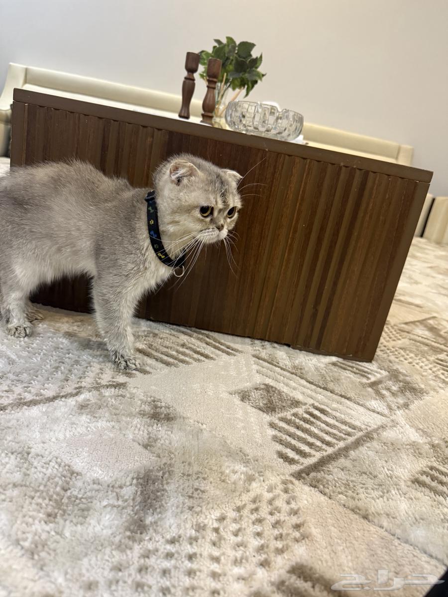 قطوه سكوتش للبيع64556903011203111