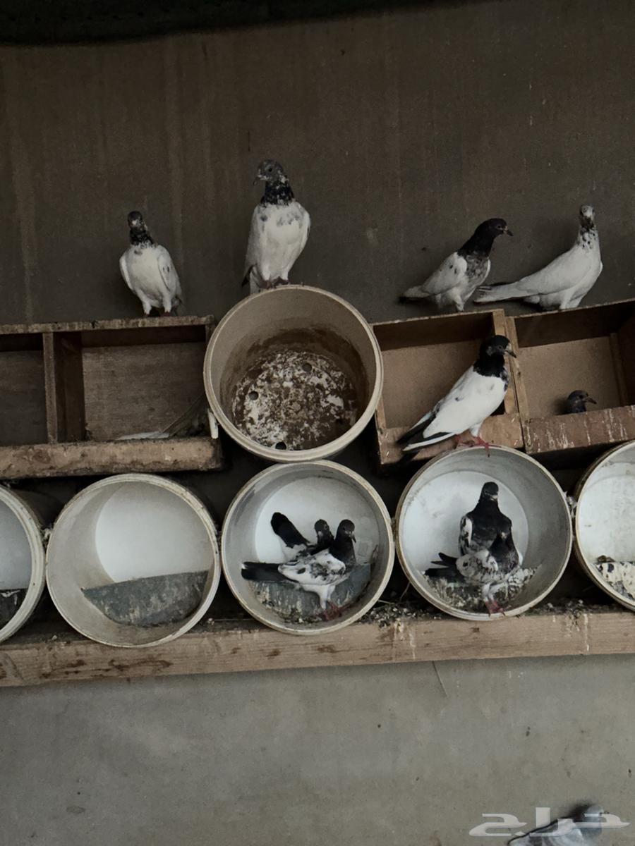 للبيع حمام هنديات64559449718019110